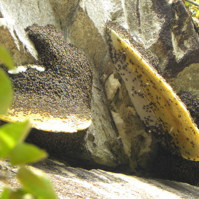 丁氏彩蜜坊-善融商务个人商城专营蜂产品(蜂蜜、蜂王浆、蜂花粉)研制、加工、技术咨询服务、蜂机具、蜂蜜包装器具、农副产品、预包装食品、散装食品的批发兼零售、日用百货、建筑材料、五金家电、代沟、代销、货物进出口、技术进出口、代理进出口。